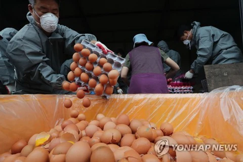 Tiêu hủy trứng gà tại Namyangju, phía Đông Seoul. (Nguồn: Yonhap News)