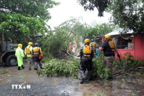 Dọn dẹp cây đổ sau bão Irma. (Nguồn: AFP/TTXVN)
