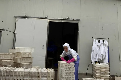 Nhiều nhà máy chế biến hải sản ở Cát Lâm (Trung Quốc) thuê công nhân Triều Tiên. (Nguồn: AP)
