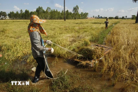 Thu hoạch lúa tại một cánh đồng ở làng Kob Sro, ngoại ô Phnom Penh. (Nguồn: AP/TTXVN)