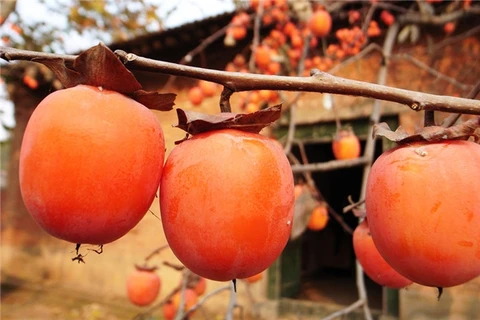 [Photo] Mê mẩn với những trái hồng chín mọng mỗi độ Thu về