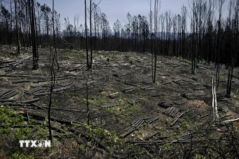 Cây cối bị thiêu rụi sau đám cháy rừng ở Castanheira de Pera, Bồ Đào Nha ngày 9/8. (Nguồn: AFP/TTXVN)