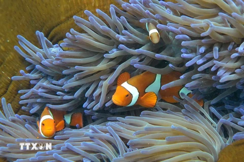 San hô tại rạn san hô Great Barrier Reef, Australia. (Nguồn: AFP/TTXVN)