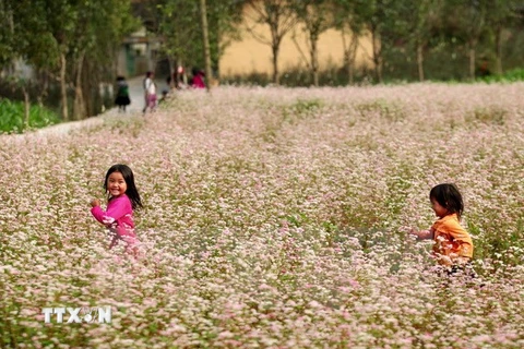 Đồng Văn dự kiến đón hàng trăm nghìn du khách mùa hoa tam giác mạch
