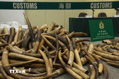Trưng bày số ngà voi vừa thu giữ tại Kwai Chung, Hong Kong, Trung Quốc ngày 6/7. (Nguồn: EPA/TTXVN)