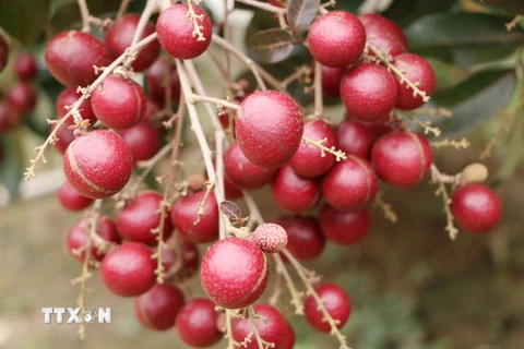 Trái cây là một trong những mặt hàng bị cấm nhập khẩu vào Algeria. (Ảnh: Hoài Thu/TTXVN)