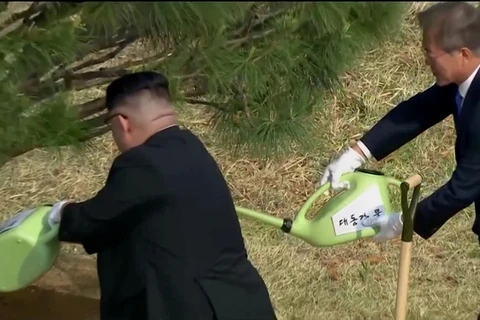 Tổng thống Hàn Quốc Moon Jae-in và nhà lãnh đạo Triều Tiên Kim Jong-un cùng nhau trồng cây. (Nguồn: Reuters)