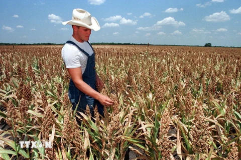 Một cánh đồng lúa miến ở bang Texas, Mỹ. (Nguồn: AFP/TTXVN) 