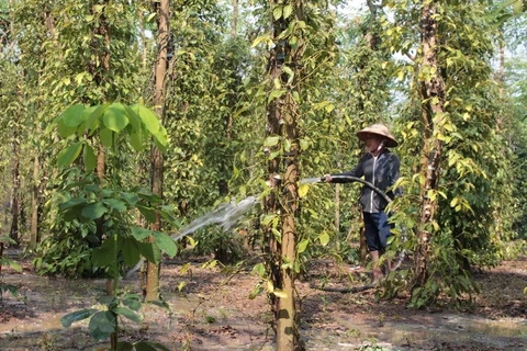 Mozambique đánh giá hiệu quả hợp tác nông nghiệp với Việt Nam