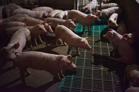 Một trang trại lợn ở Trung Quốc. (Nguồn: AFP/Getty Images)