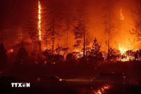 Nhân viên cứu hỏa nỗ lực khống chế các đám cháy rừng tại trung tâm Rừng quốc gia Shasta-Trinity, California ngày 6/9. (Nguồn: AFP/TTXVN)