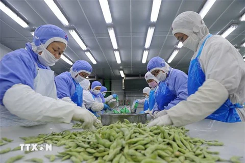Trong ảnh: Công nhân phân loại đậu tương để đóng gói xuất khẩu ở một nhà máy thuộc tỉnh An Huy, Trung Quốc. Ảnh: AFP/ TTXVN 