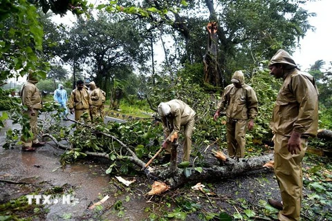 Cây cối bị gió quật đổ ở khu vực nằm giữa Gopalpur và Berhampura khi bão Titli đổ bộ vào bang Odisha, miền Đông Ấn Độ ngày 11/10. (Nguồn: AFP/TTXVN) 