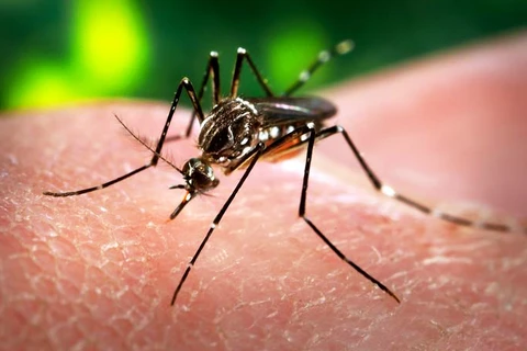 Virus Zika do muỗi Aedes lây truyền. (Nguồn: The Tico Times) 