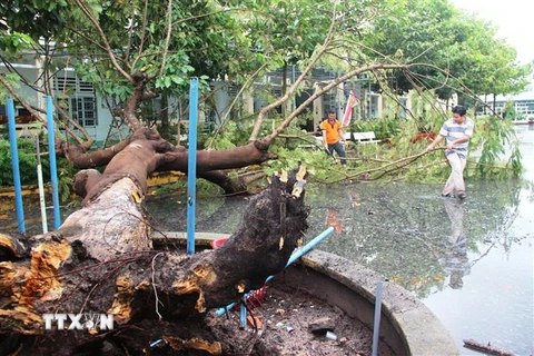 Một cây phượng bị đỗ ngã trong sân trường do ảnh hưởng của bão số 9. (Ảnh: Thanh Tân/TTXVN) 