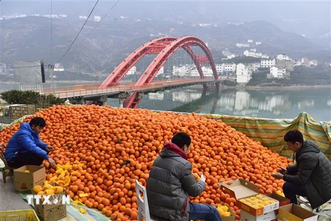 Thu hoạch cam tại một trang trại ở làng Guojiaba, tỉnh Hồ Bắc ngày 18/1. (Nguồn: THX/TTXVN) 