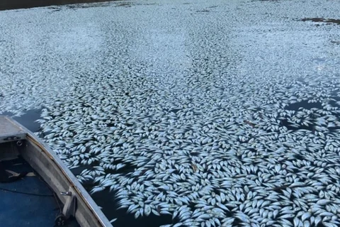 Cá chết trên sông Darling. (Nguồn: smh.com.au) 