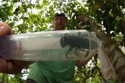 Eli Wyman và con ong khổng lồ được phát hiện ở đảo Bắc Moluccas của Indonesia. (Nguồn: AFP) 