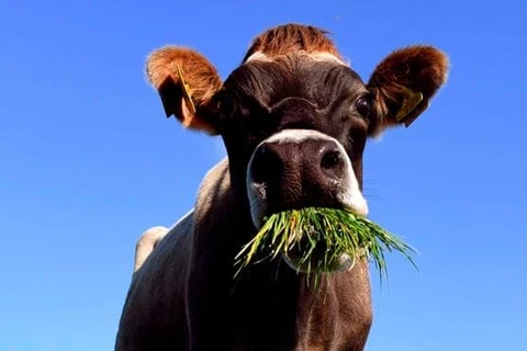 Khí methane sinh học từ vật nuôi - nguồn thải 30% lượng khí gây hiệu ứng nhà kính ở New Zealand - được 'miễn' khỏi mục tiêu tham vọng về CO2 trong dự thảo luật này. (Nguồn: AFP) 