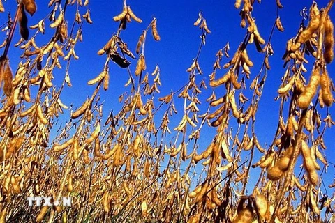 Chiến tranh thương mại có thể khiến Mỹ mất vĩnh viễn 3,6 triệu ha đậu nành. (Nguồn: Reuters/TTXVN) 