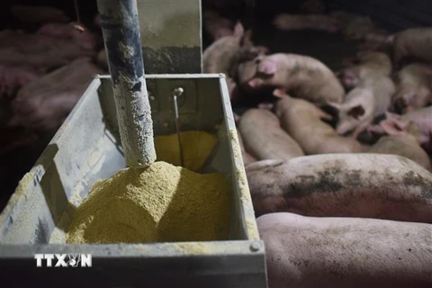 Một trang trại nuôi lợn. (Nguồn: AFP/TTXVN) 