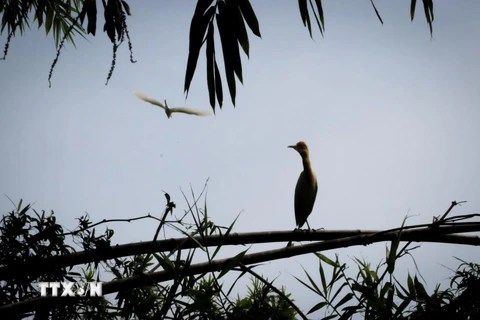 Ngắm những loài chim quý tại khu bảo tồn sinh thái Đồng Tháp Mười