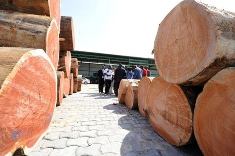 Những thay đổi trong bộ máy chính phủ Gabon được thực hiện sau khi tại nước này xảy ra vụ mất trộm hàng trăm thùng chứa gỗ quý hiếm. (Nguồn: AFP) 