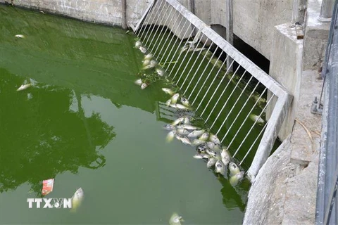 Cá chết bị mắc tại một số cửa cống chặn rác của hồ. (Ảnh: Quốc Dũng/TTXVN) 