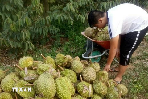 Thu hoạch sầu riêng. (Ảnh: Nguyễn Dũng/TTXVN) 