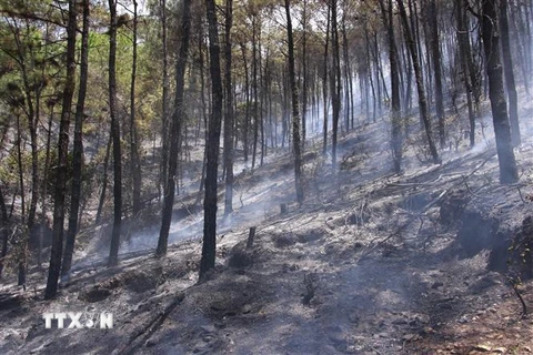 Hiện trường vụ cháy rừng thông ở núi Tam Thai. (Ảnh: Hồ Cầu/TTXVN) 