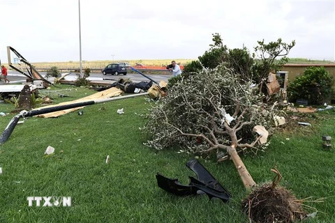 Nhiều cây cối bị quật đổ sau trận bão tại Focene, Italy, ngày 28/7. (Nguồn: AFP/TTXVN)