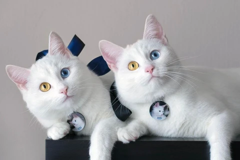 Ngắm cặp mèo song sinh gây sốt mạng xã hội vì cặp mắt dị sắc