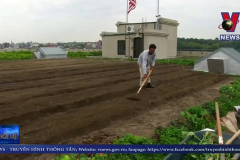 [Video] Trang trại trồng rau sạch trên mái nhà lớn nhất New York