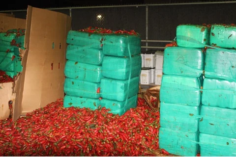 Cần sa được cất giấu trong lô hàng ớt. (Nguồn: upi.com) 