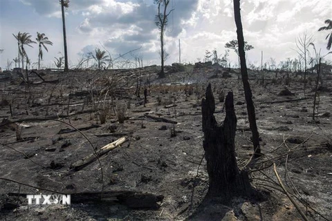 Cây cối bị thiêu rụi sau đám cháy xảy ra tại rừng mưa Amazon ở bang Para, Brazil ngày 25/8/2019. (Nguồn: AFP/TTXVN) 