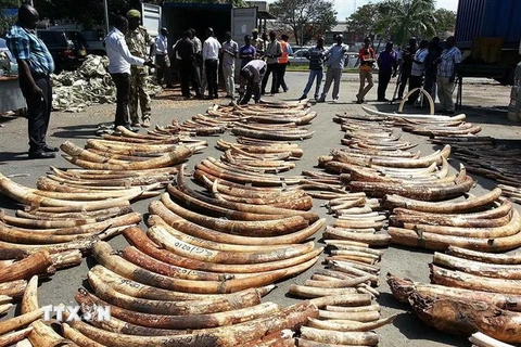 Nhân viên Cơ quan Động vật hoang dã Kenya trưng bày số ngà voi thu giữ trong các chiến dịch chống buôn lậu ở cảng Mombasa, Kenya. (Nguồn: AFP/TTXVN) 