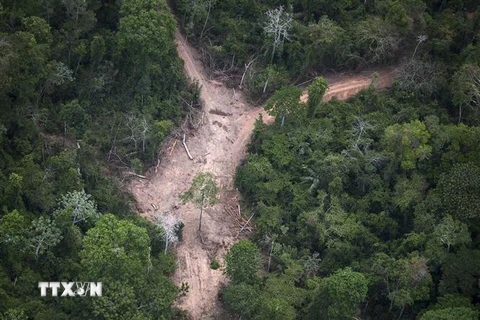 Khoảng rừng Amazon bị chặt phá tại Para, Brazil, ngày 14/10/2014. (Nguồn: AFP/TTXVN) 