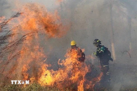 Lực lượng cứu hỏa nỗ lực dập lửa cháy rừng tại Robore, tỉnh Santa Cruz, Bolivia, ngày 19/8/2019. (Nguồn: AFP/TTXVN) 