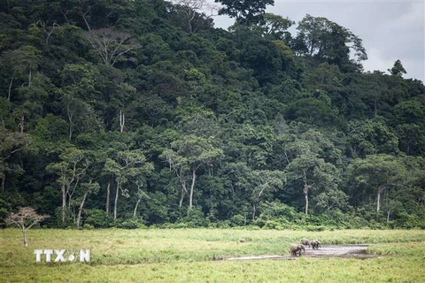 Cây rừng tại công viên quốc gia Ivindo ở Langoue Bai, gần Makokou, Gabon, ngày 26/4/2019. (Nguồn: AFP/TTXVN) 