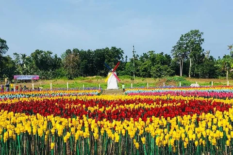 Vườn hoa tulip ở Philippines. (Nguồn: Richard Falcatan) 