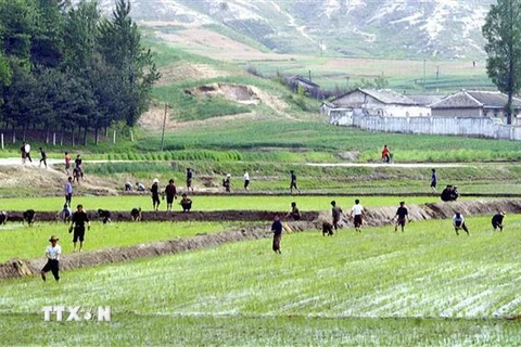 Nông dân trồng lúa trên cánh đồng ở thị trấn Kaesong, Triều Tiên. (Nguồn: AFP/TTXVN) 