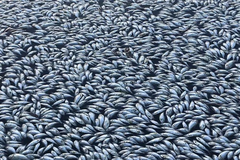 Cận cảnh hàng nghìn con cá chép chết khô trên mặt hồ ở Australia