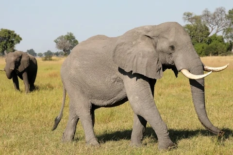 Một cặp voi ở Botswana. (Nguồn: Reuters) 