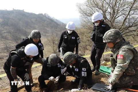 Tìm kiếm hài cốt binh sỹ thiệt mạng trong Chiến tranh Triều Tiên 1950-1953, tại Cheorwon, Hàn Quốc, ngày 22/4/2019. (Nguồn: Yonhap/TTXVN) 