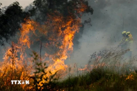 Lính cứu hỏa nỗ lực dập lửa cháy rừng gần Taree, bang New South Wales, Australia ngày 11/11/2019. (Nguồn: THX/TTXVN) 