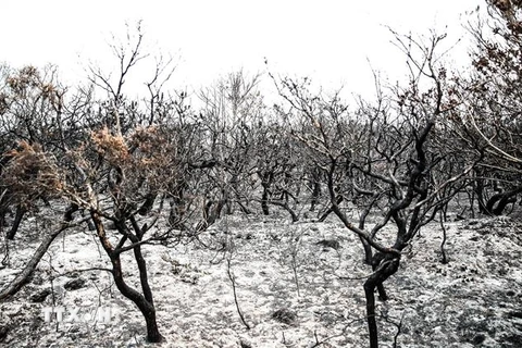 Ngọn lửa thiêu hủy một vạt rừng cây bụi ở Port Macquarie, bang New South Wales, Australia ngày 11/11/2019. (Nguồn: THX/TTXVN) 