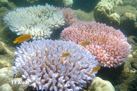 San hô tại rạn san hô Great Barrier, Australia. (Nguồn: AFP/TTXVN) 
