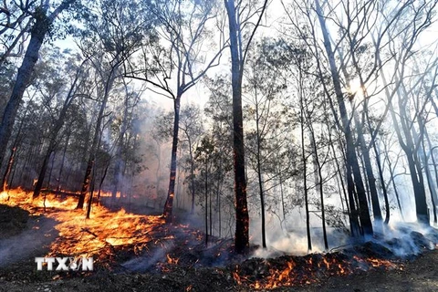 Hiện trường vụ cháy rừng tại Port Macquarie, New South Wales, Australia, ngày 2/11/2019. (Nguồn: AFP/TTXVN) 