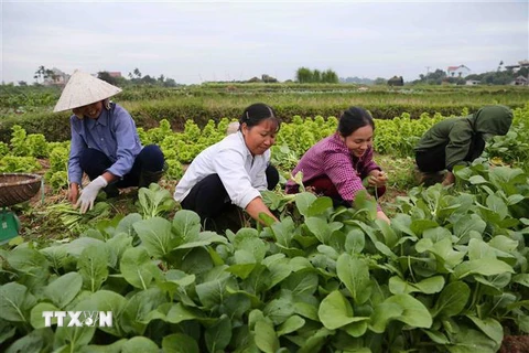 Khu vực nông thôn Hà Nội đang tồn tại nhiều bất cập trong công tác quy hoạch. (Ảnh minh họa: Thành Đạt/TTXVN) 