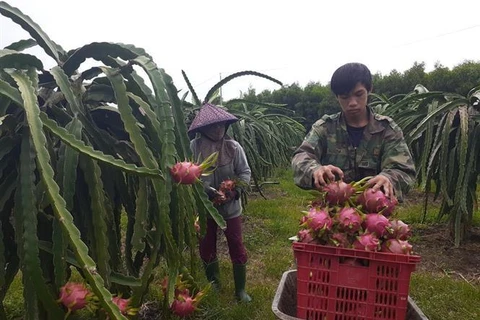 [Video] Tiềm năng xuất khẩu của trái thanh long Việt Nam